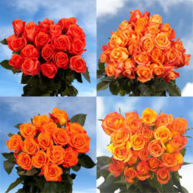 Image of ID 687578890 100 Orange Roses Next Day