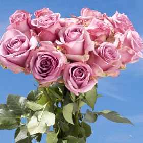 Image of ID 687578891 100 Lavender Roses Next Day