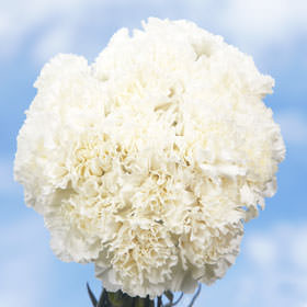 Image of ID 687578893 200 White Carnations Next Day
