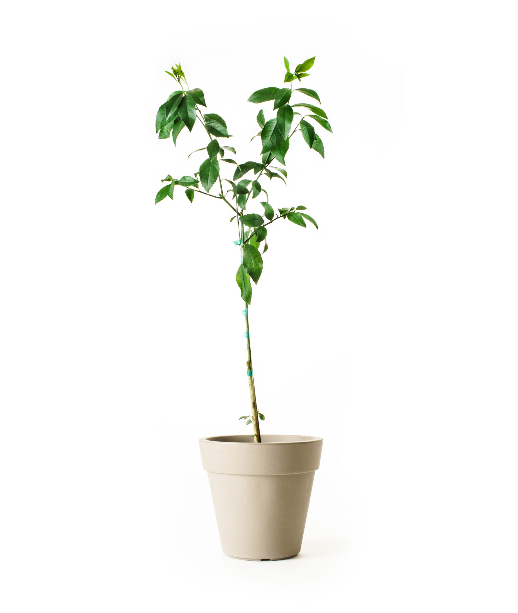 Image of Improved Meyer Lemon Tree (Age: 2 - 3 Years Height: 2 - 3 FT Ship Method: Delivery)