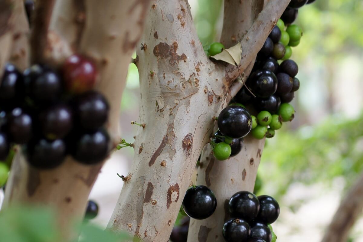 Image of Jaboticaba Tree (Height: 2 - 3 FT)