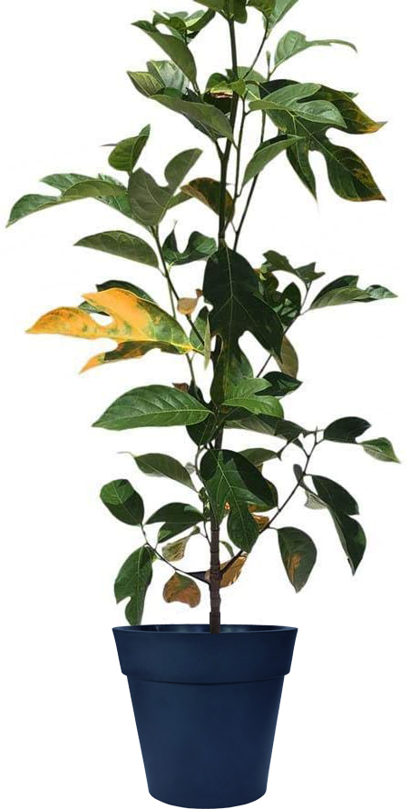 Image of Jackfruit Tree (Age: 1 Year Height: 3 - 4 FT)