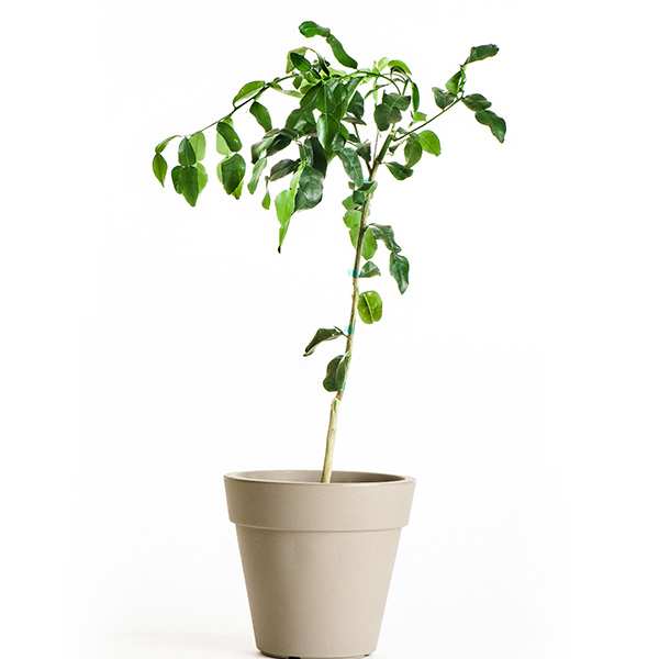 Image of Kaffir Lime Tree (Age: 4 - 5 Years Height: 3 - 4 FT)