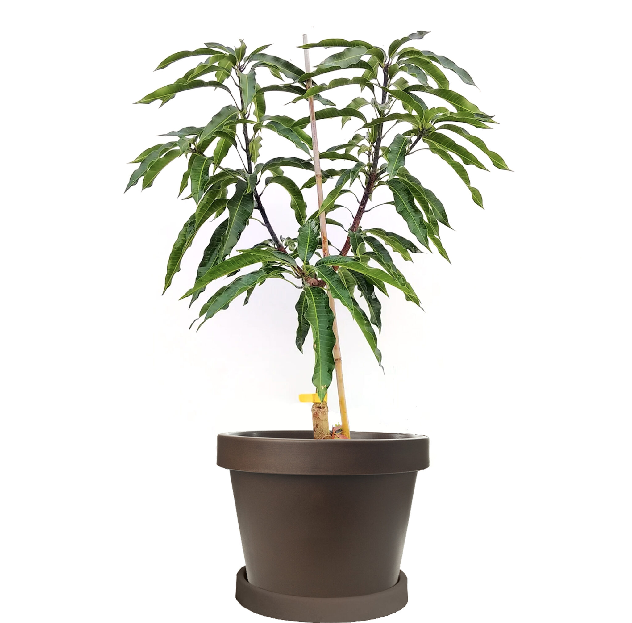 Image of Keitt Mango Tree (Age: 1 Year Height: 1 TO 2 FT Size: 5 L)