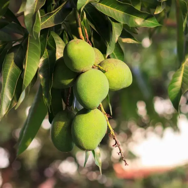 Image of Keitt Mango Tree (Height: 3 - 4 FT)