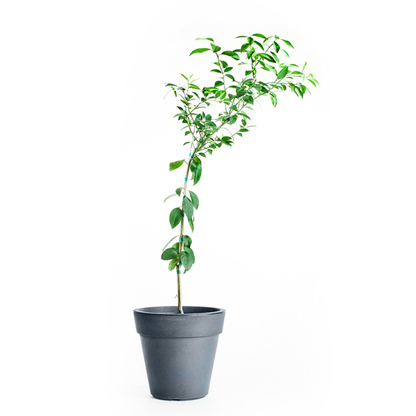 Image of Key Lime Tree (Age: 2 - 3 Years Height: 2 - 3 FT Ship Method: Delivery)