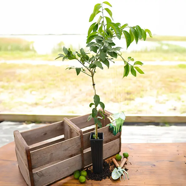 Image of Key Lime Tree (Height: 18 - 26 IN Shape: Standard Add Gift Wrap: No)