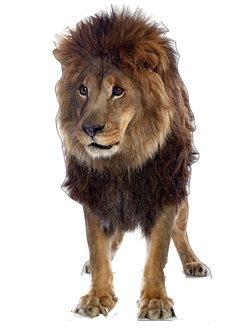 Image of Life Size Lion Standee with Sounds