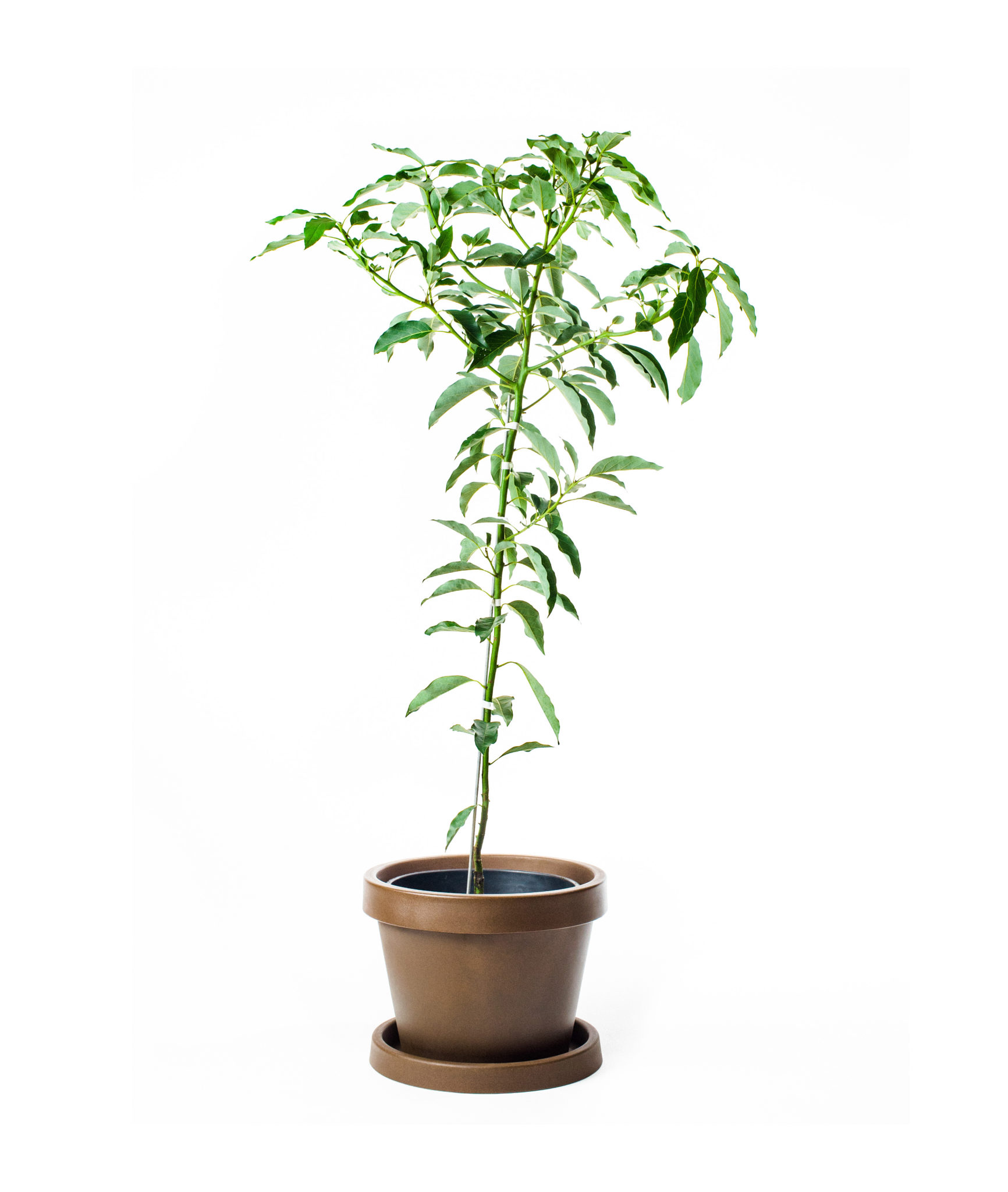 Image of Lila Avocado Tree (Height: 4 - 5 FT)