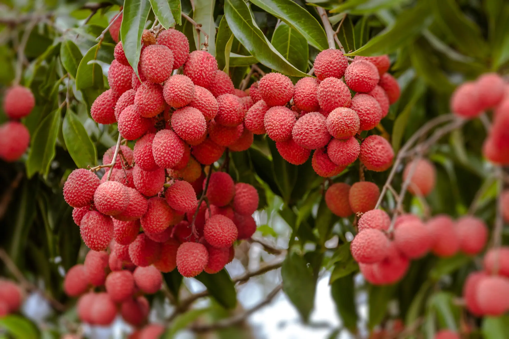 Image of Lychee Tree  - Mauritius (Height: 4 - 5 FT Add Gift Wrap: Yes)