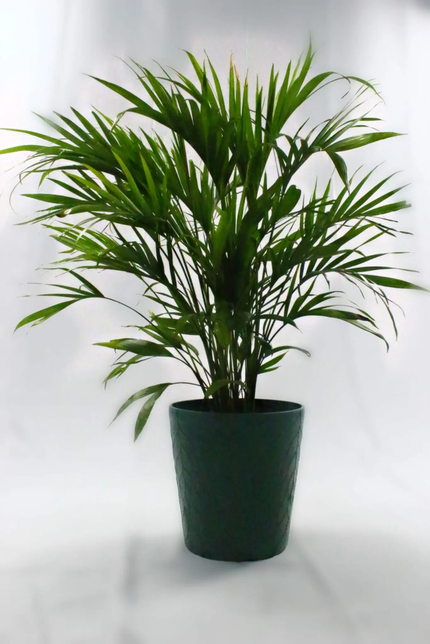 Image of Majesty Palm (Pot: Grower Pot)