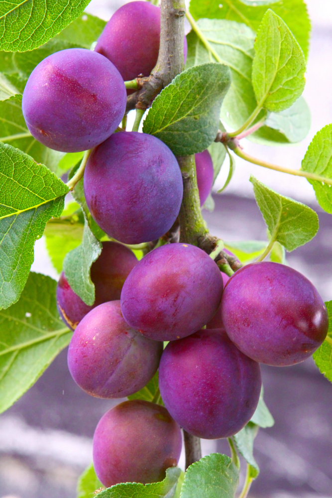 Image of Methley Plum Tree (Height: 5 - 6 FT)