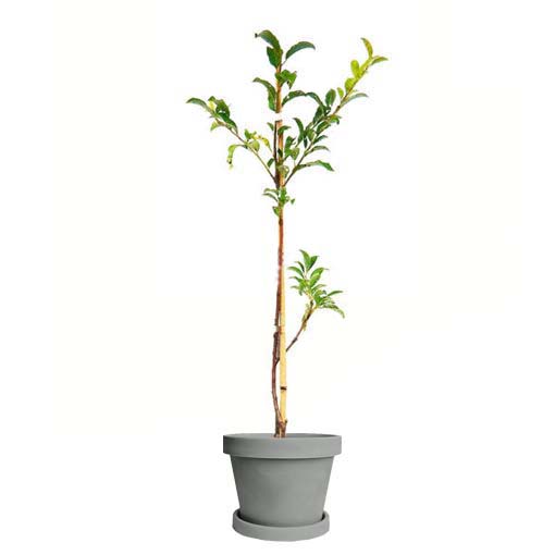 Image of Methley Plum Tree (Height: 5 - 6 FT Size: 3 Gallon)