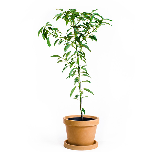 Image of Mexicola Avocado Tree (Height: 3 - 4 FT)