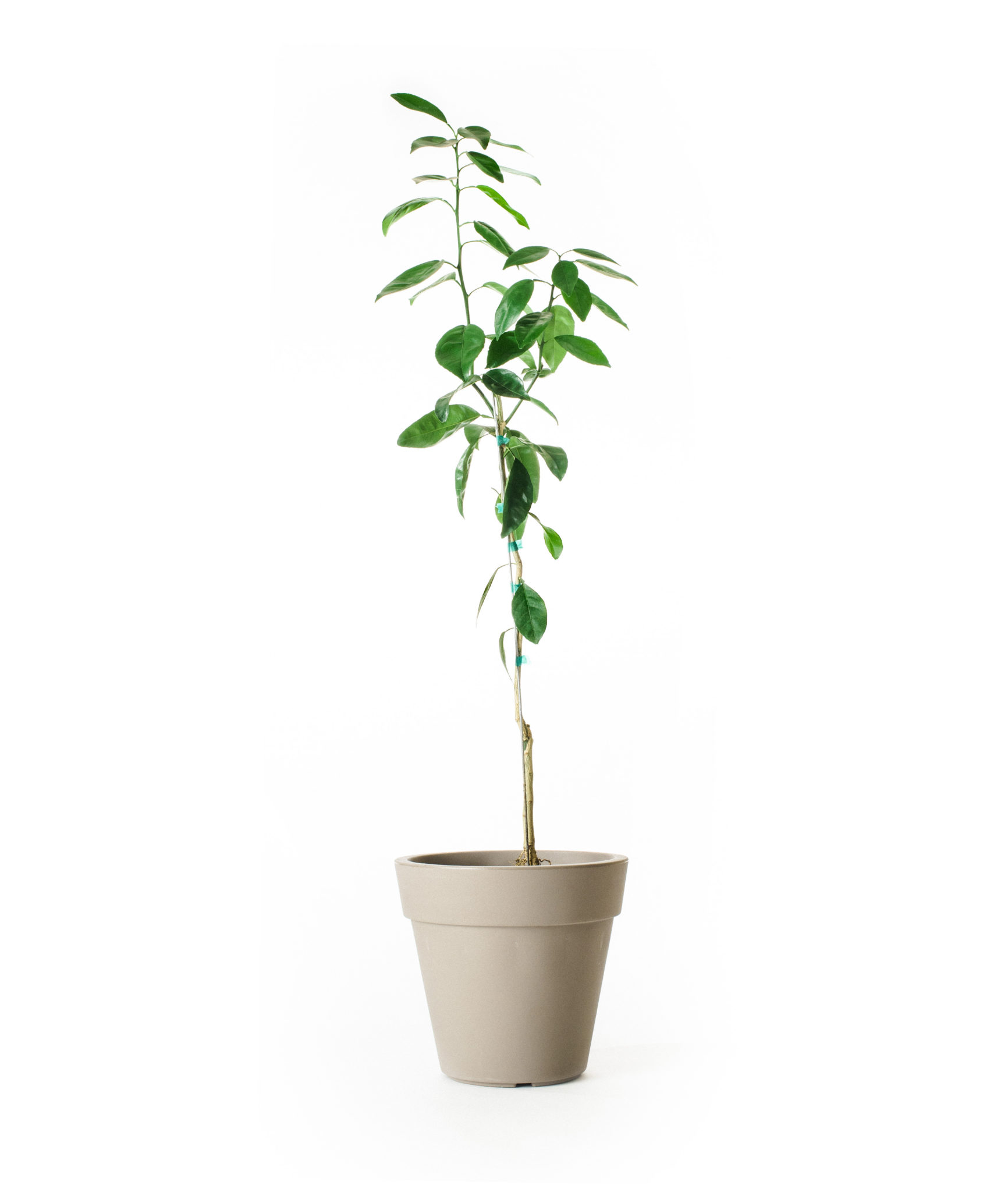 Image of Miho Satsuma Tree (Age: 2 - 3 Years Height: 2 - 3 FT Ship Method: Delivery)
