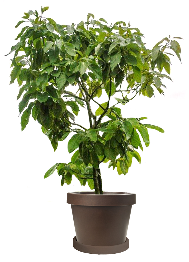 Image of Monroe Avocado Tree (Height: 2 - 3 FT)