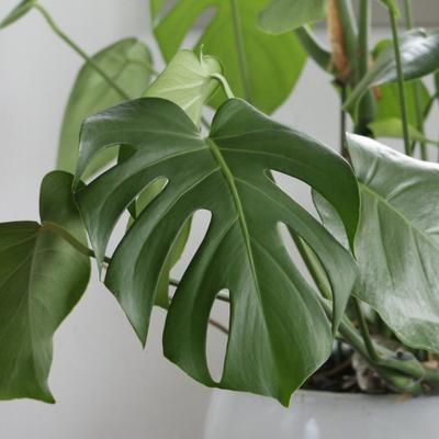 Image of Monstera Deliciosa (Swiss Cheese Plant) (Height: 2 - 3 FT)