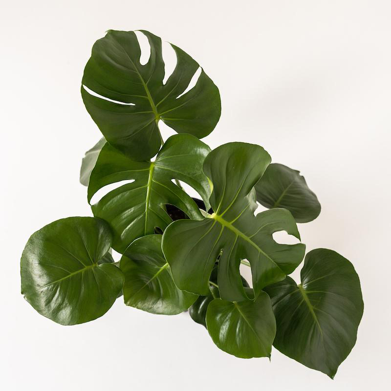 Image of Monstera Deliciosa - XL (Height: 2 - 3 FT Age: 1 Year)