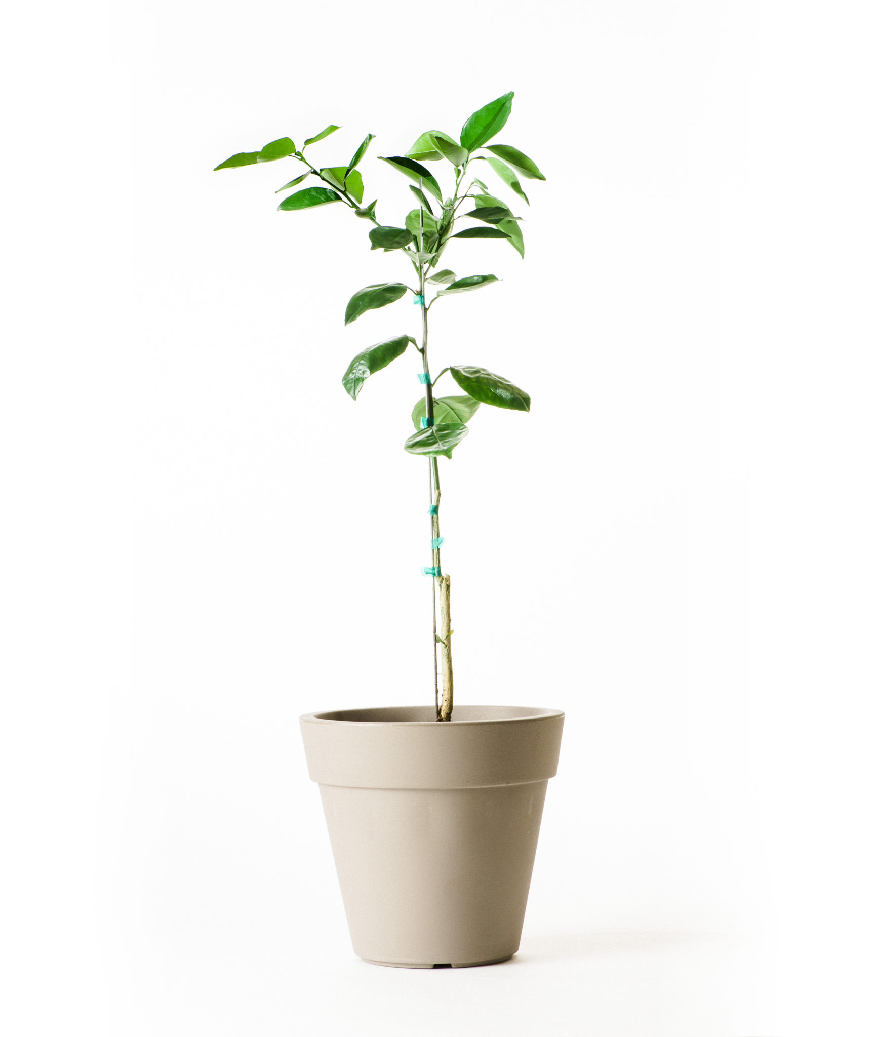 Image of Moro Blood Orange Tree (Age: 2 - 3 Years Height: 2 - 3 FT Ship Method: Delivery)