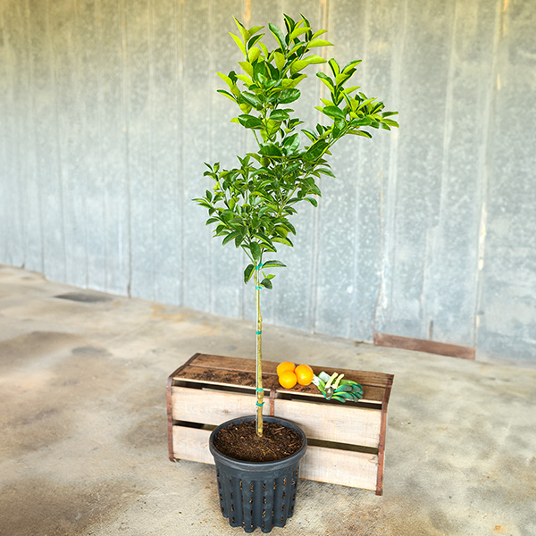 Image of Murcott Honey Tangerine Tree (Height: 2 - 3 FT Shape: Standard)