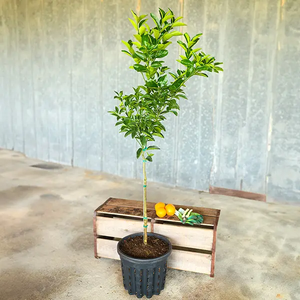 Image of Murcott Honey Tangerine Tree (Height: 3 - 4 FT Shape: Standard)