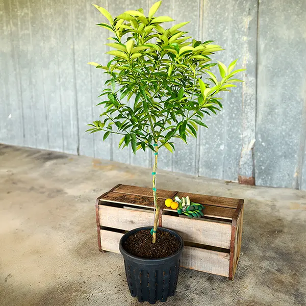 Image of Nagami Sour Kumquat Tree (Height: 2 - 3 FT Shape: Standard)