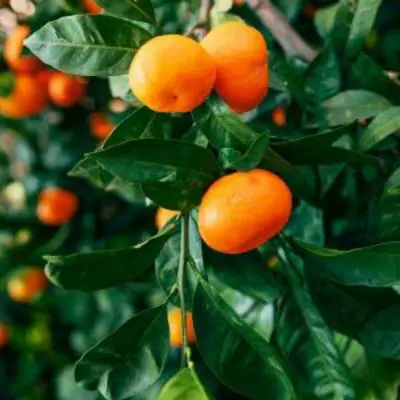 Image of Nules Clementine Tree (Height: 2 - 3 FT)