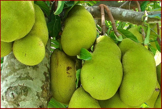 Image of Orange Crush Jackfruit Tree (Height: 3 - 4 FT)