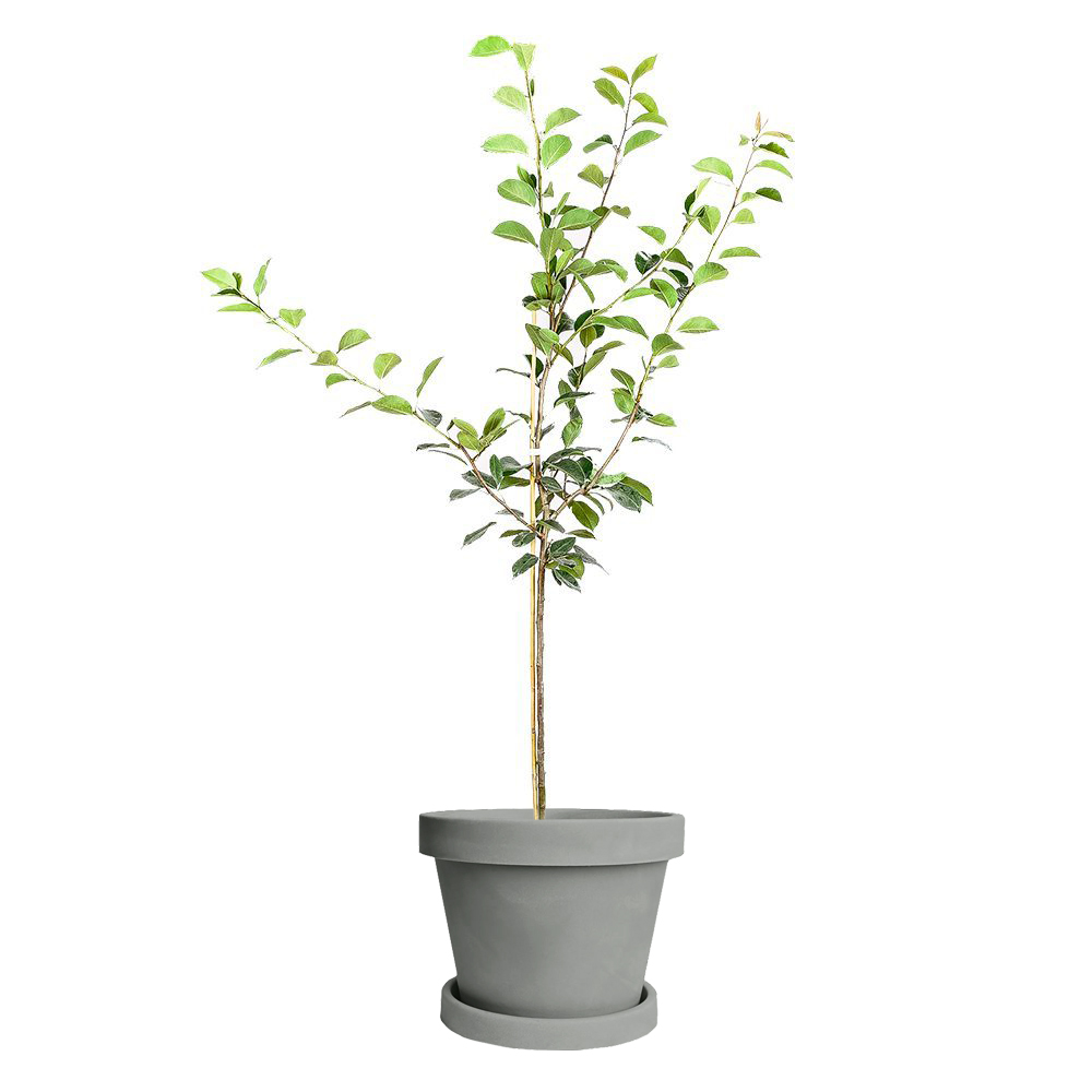 Image of Orient Pear Tree (Height: 3 - 4 FT)