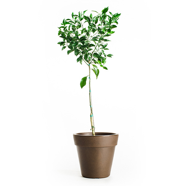 Image of Page Mandarin Tree (Age: 4 - 5 Years Height: 3 - 4 FT Ship Method: Delivery)