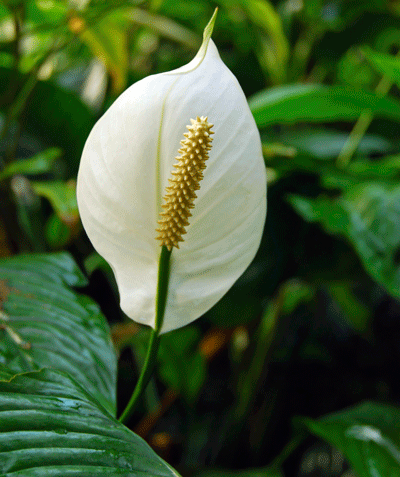 Image of Peace Lily (Height: 3 - 4 FT)