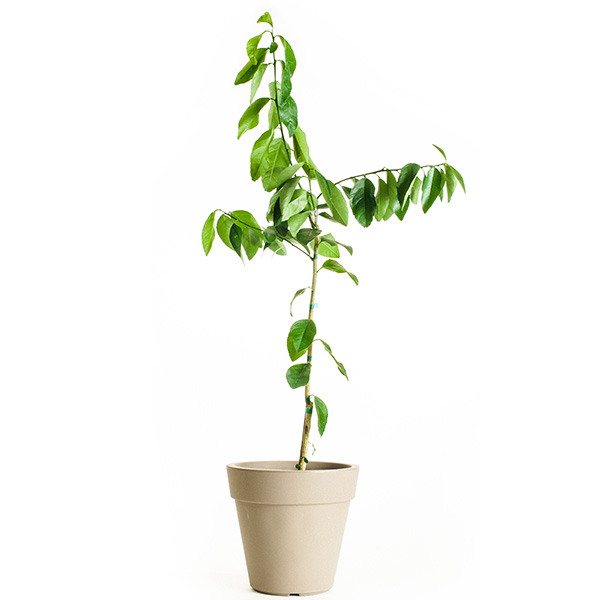 Image of Persian (Bearss) Lime Tree (Age: 2 - 3 Years Height: 2 - 3 FT Ship Method: Delivery)