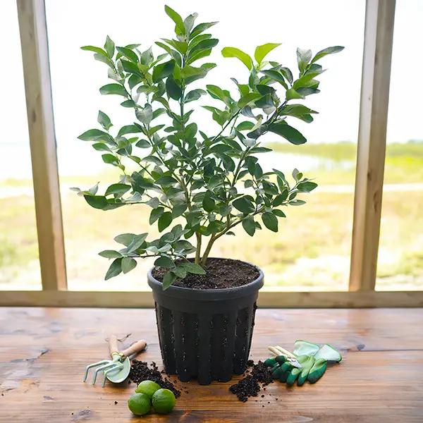 Image of Persian (Bearss) Lime Tree (Height: 18 - 26 IN Shape: Bushy Add Gift Wrap: No)