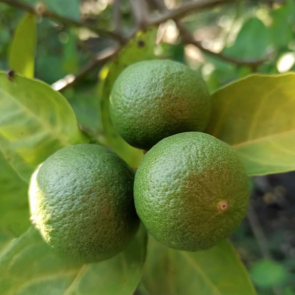 Image of Persian (Bearss) Lime Tree (Height: 2 - 3 FT Shape: Standard Add Gift Wrap: No)