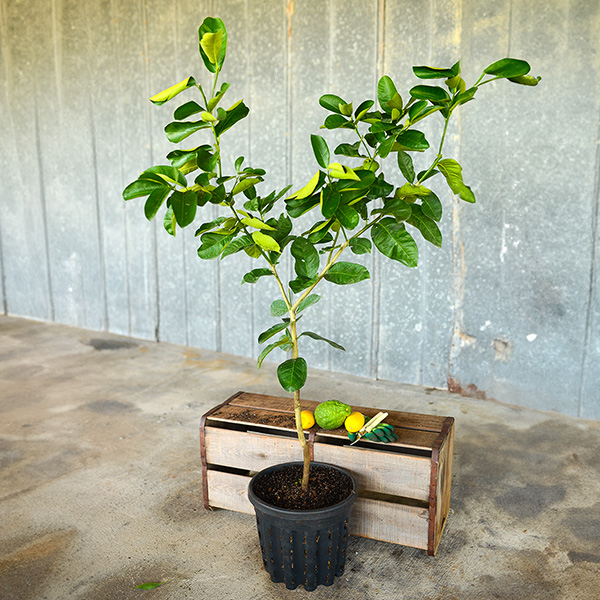 Image of Ponderosa Lemon Tree (Height: 3 - 4 FT Shape: Bushy Burlap Sack: No)