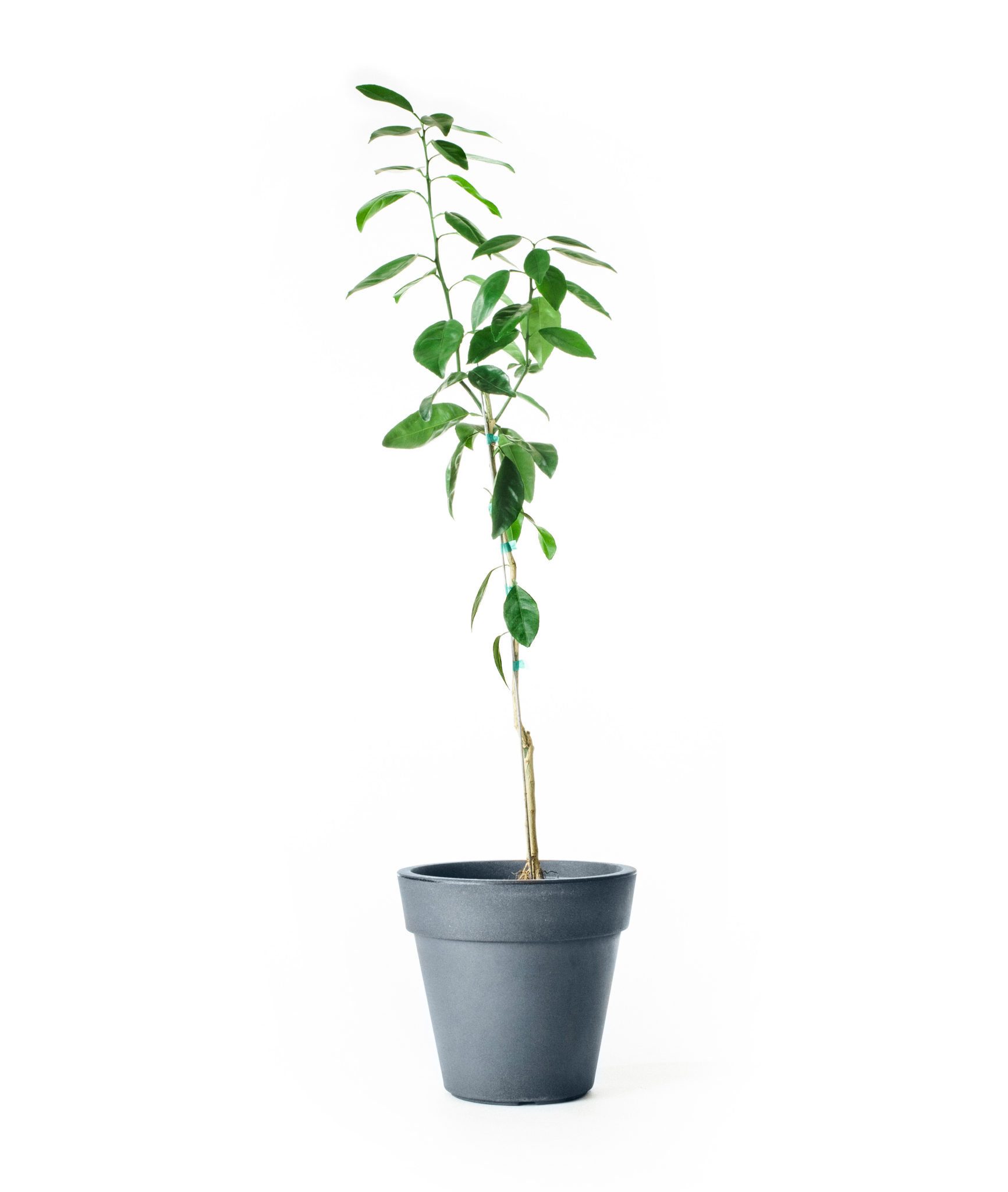 Image of Ponkan Mandarin Tree (Age: 2 - 3 Years Height: 2 - 3 FT Ship Method: Delivery)