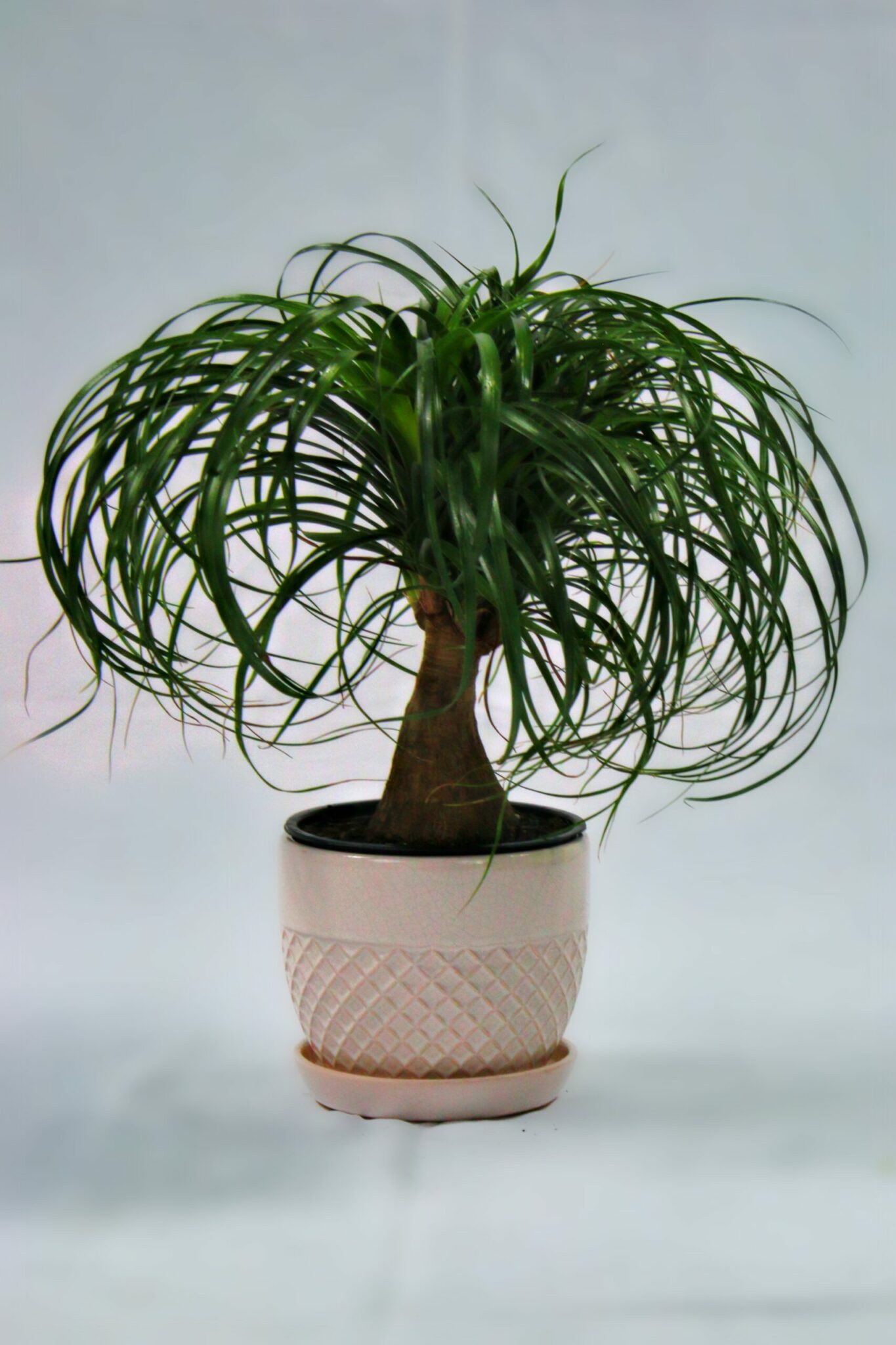 Image of Ponytail Palm Branched (Pot: Grower Pot)