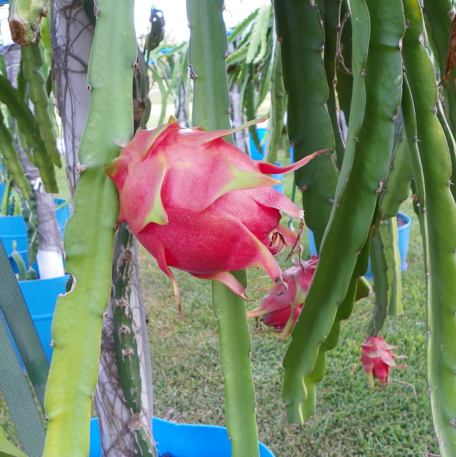 Image of Purple Haze Dragon Fruit (Height: 3 - 4 FT)