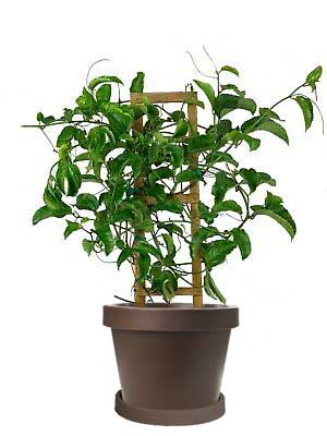 Image of Purple Possum Passion Fruit Vine (Height: 2 - 3 FT Age: 1 Year Size: 1 Gallon)