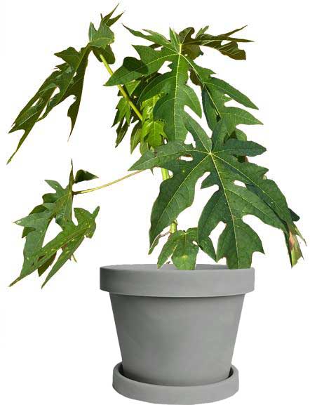 Image of Red Lady Papaya Tree (Height: 2 - 3 FT Drop Shipper: Brown Ranch)