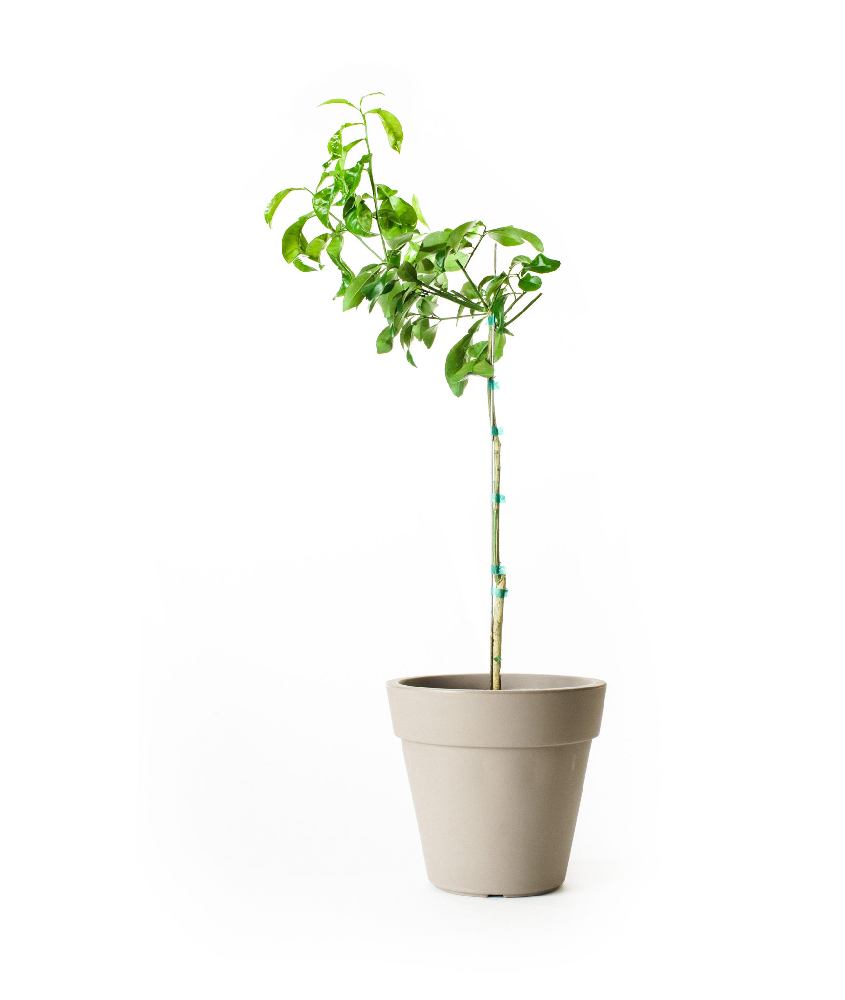 Image of Ruby Red Grapefruit Tree (Age: 2 - 3 Years Height: 2 - 3 FT)