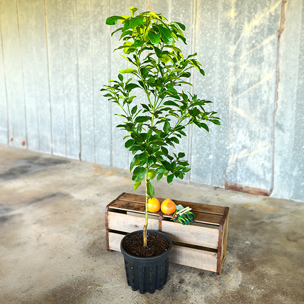 Image of Ruby Red Grapefruit Tree (Height: 18 - 26 IN Shape: Bushy)