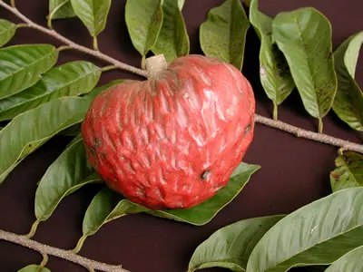 Image of San Pablo Red Custard Apple Tree (Height: 1 - 2 FT)