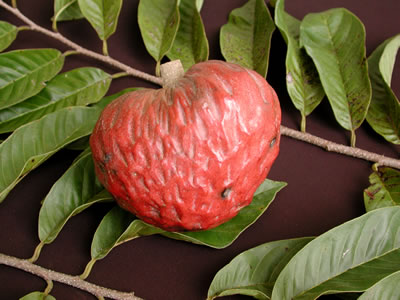 Image of San Pablo Red Custard Apple Tree (Height: 1 - 2 FT)