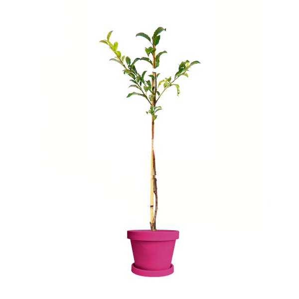 Image of Santa Rosa Plum Tree (Height: 5 - 6 FT Size: 3 Gallon)