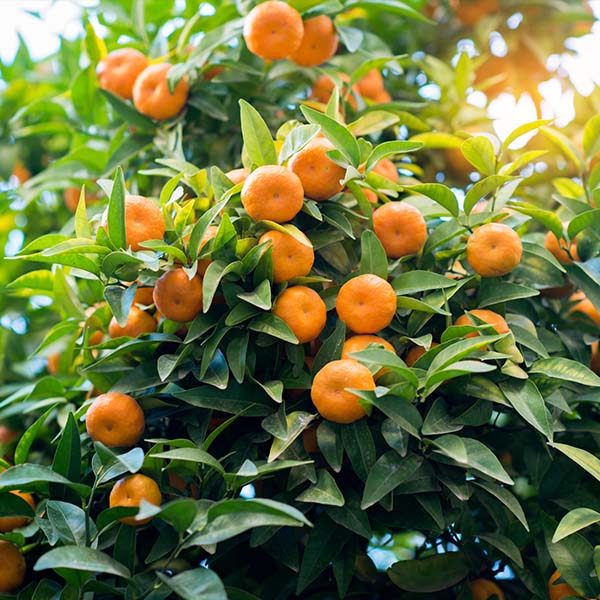 Image of Seto Satsuma Tree (Height: 2 - 3 FT)