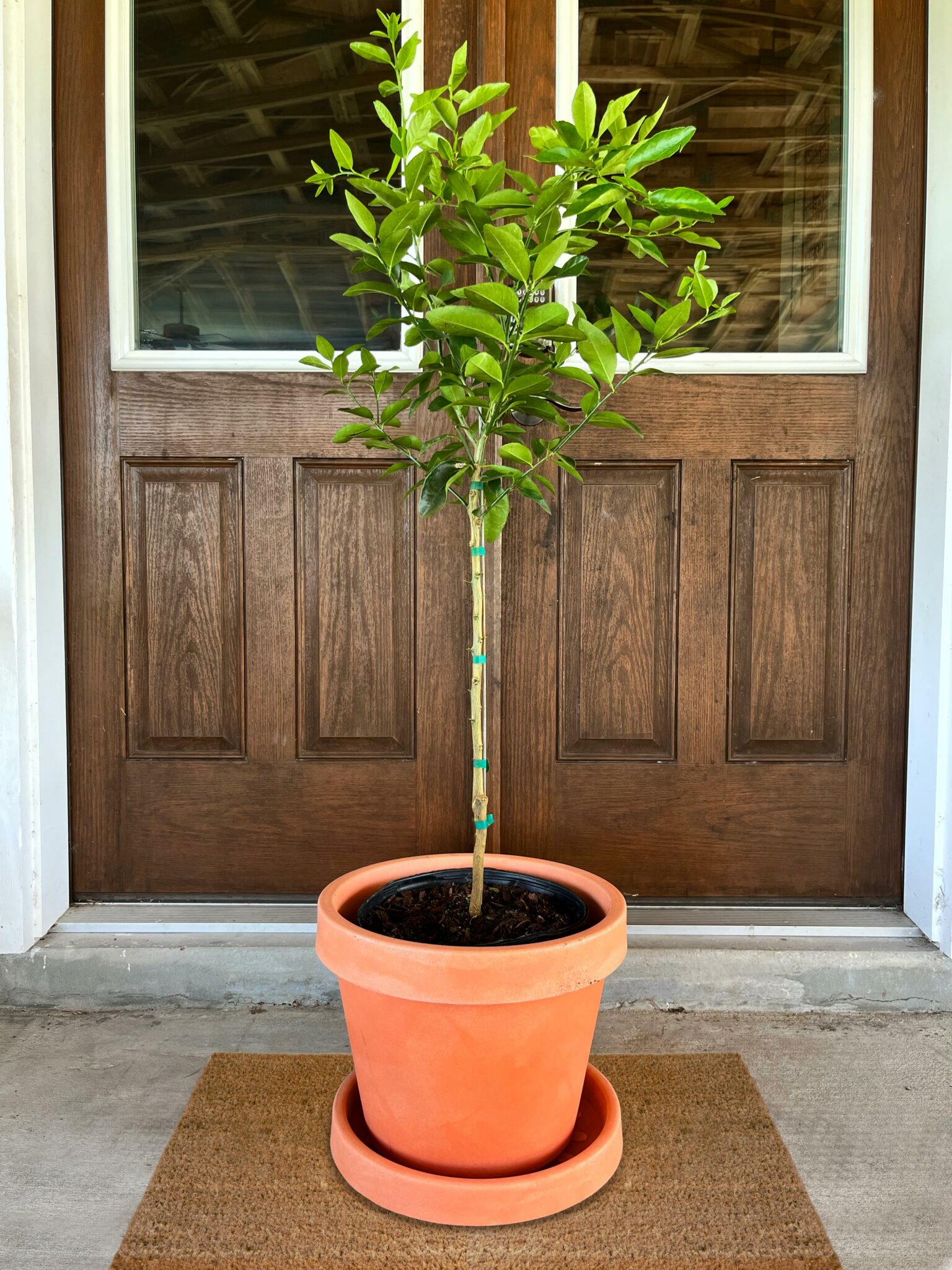 Image of Summerfield Navel Orange Tree (Height: 18 - 26 IN Shape: Bushy)