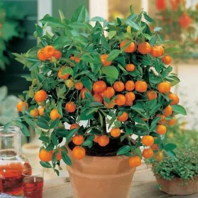Image of Sunburst Tangerine Tree (Height: 2 - 3 FT)