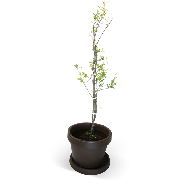 Image of Surh-Anor Pomegranate Tree (Height: 3 - 4 FT)