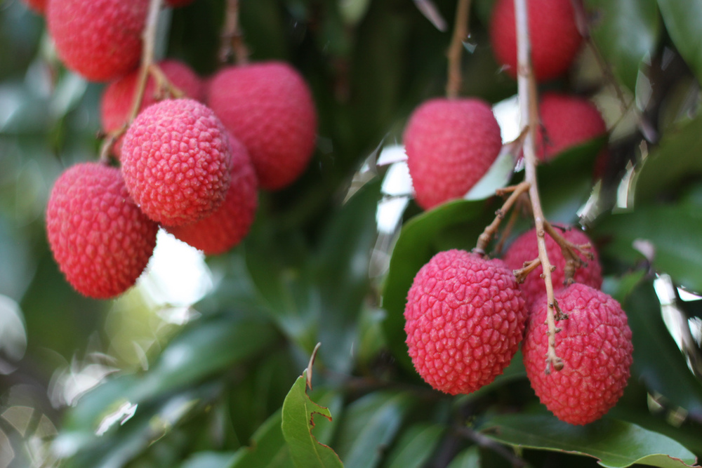 Image of Sweetheart Lychee Tree (Height: 2 - 3 FT)